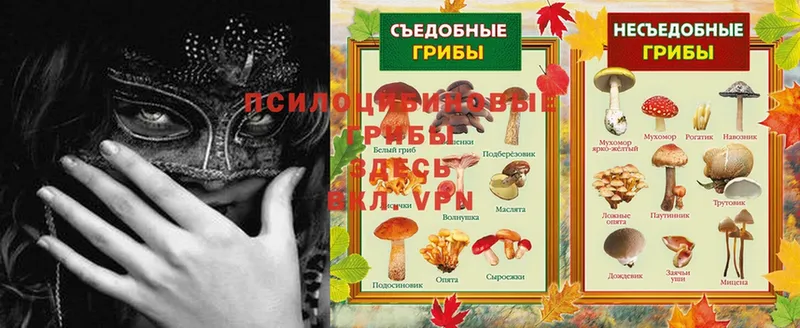 Галлюциногенные грибы Psilocybe  что такое наркотик  Ишимбай 